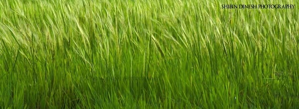 Green Grass at Madayipara